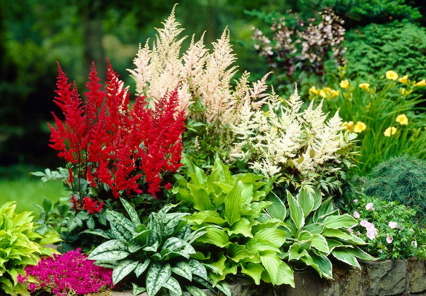 Astilbe