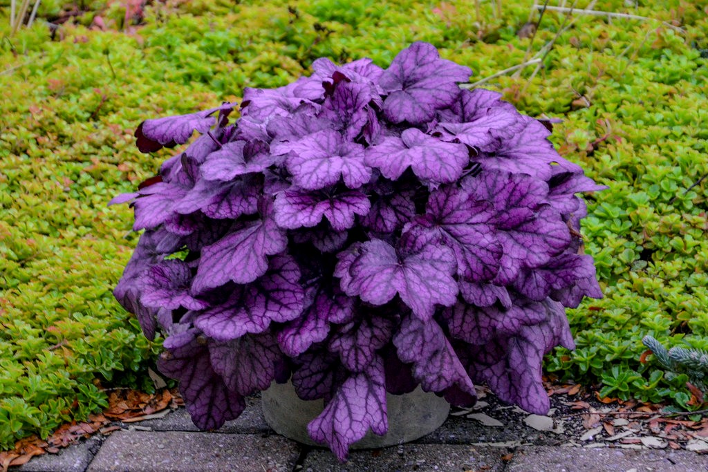 Coral Bells