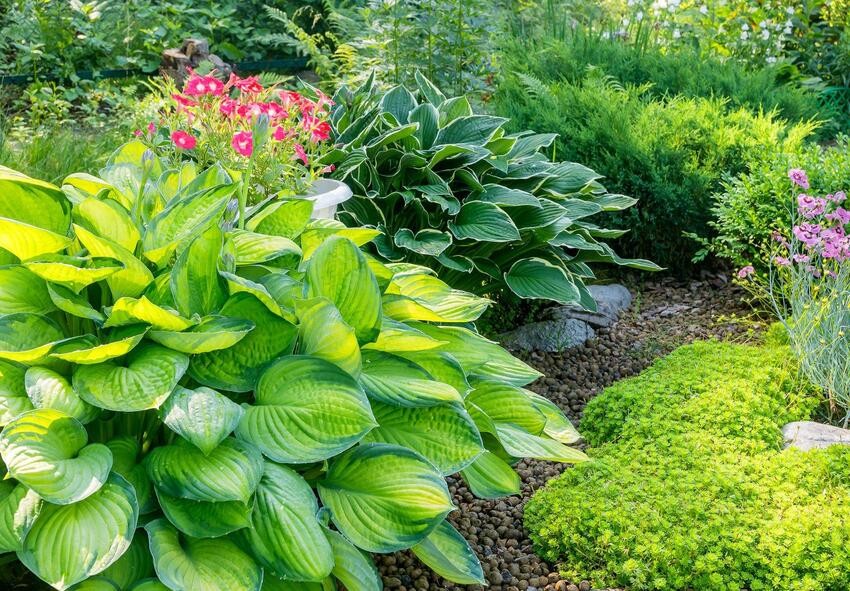 Hostas
