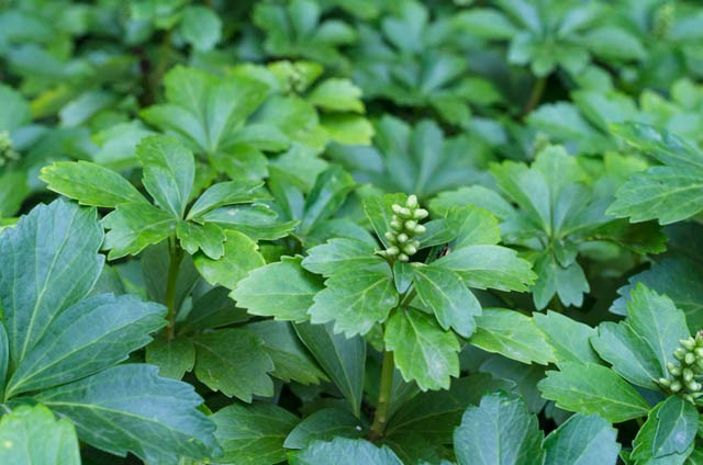 Japanese Pachysandra