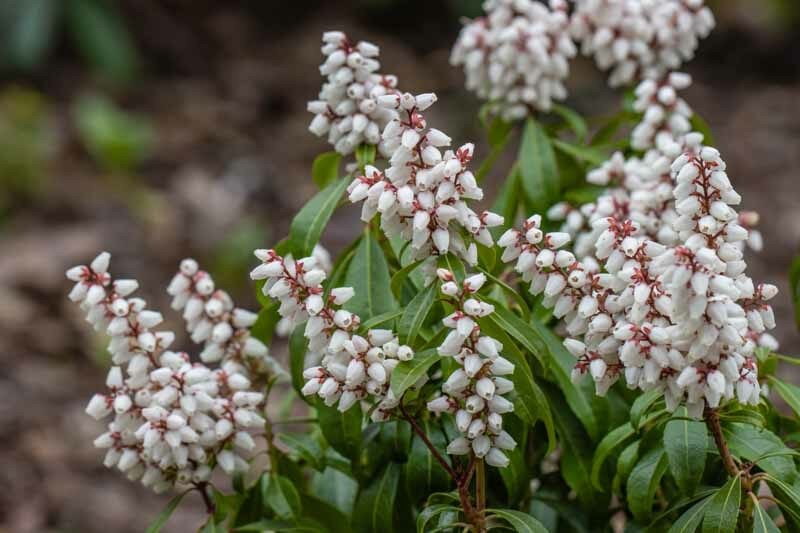 Japanese Pieris