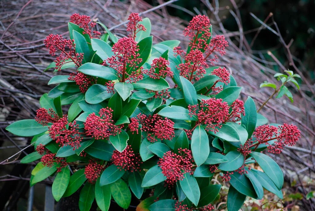 Japanese Skimmia