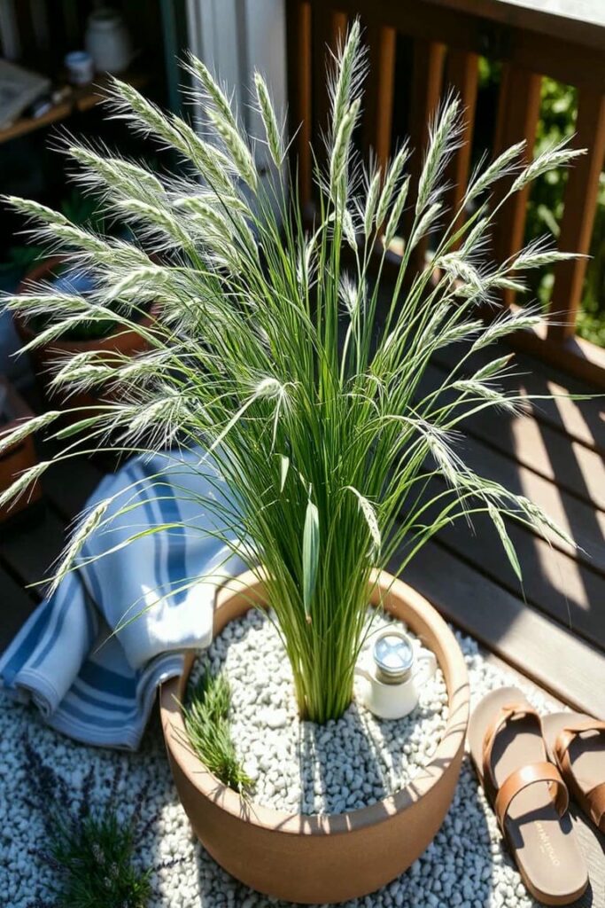 Lemongrass for pool
