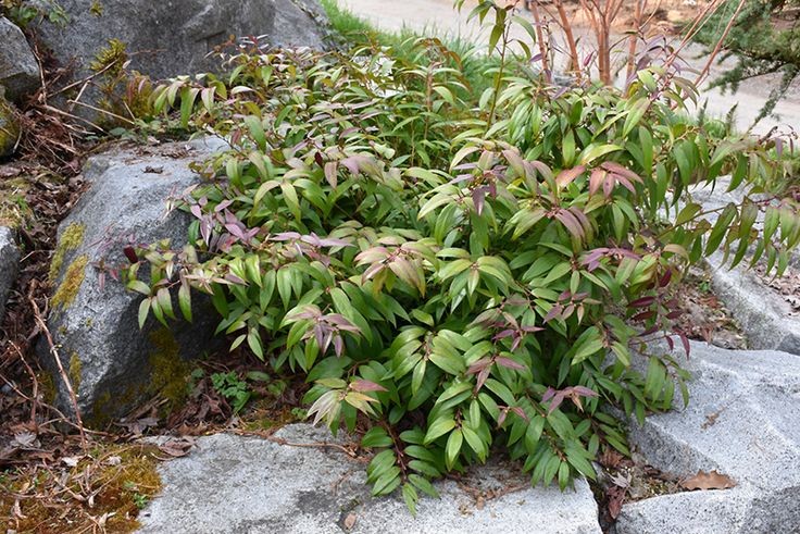 Leucothoe