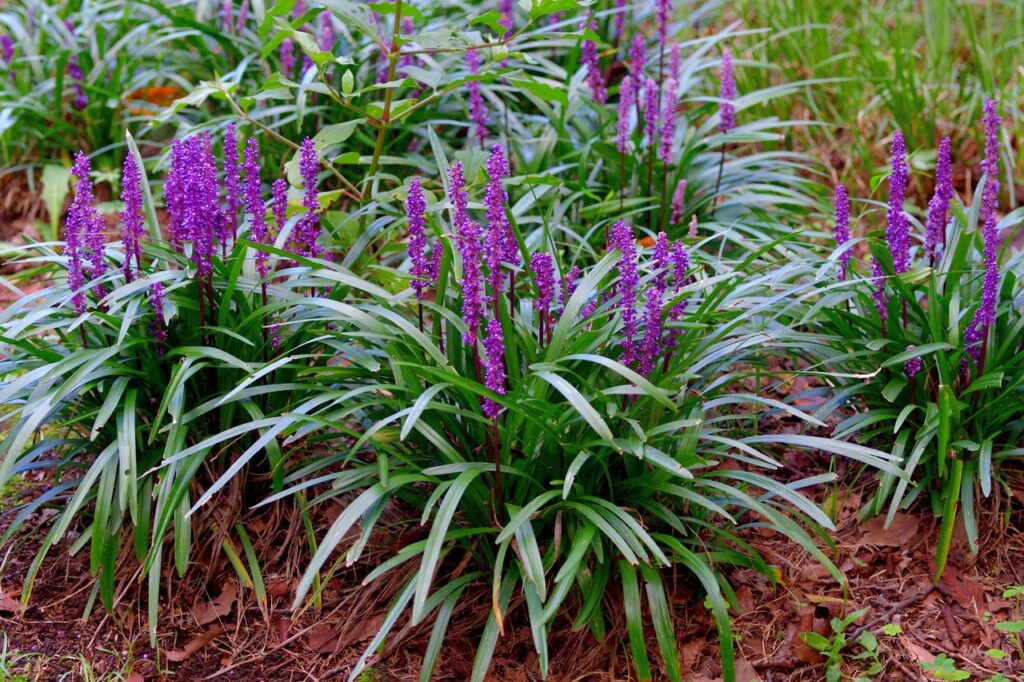 Liriope
