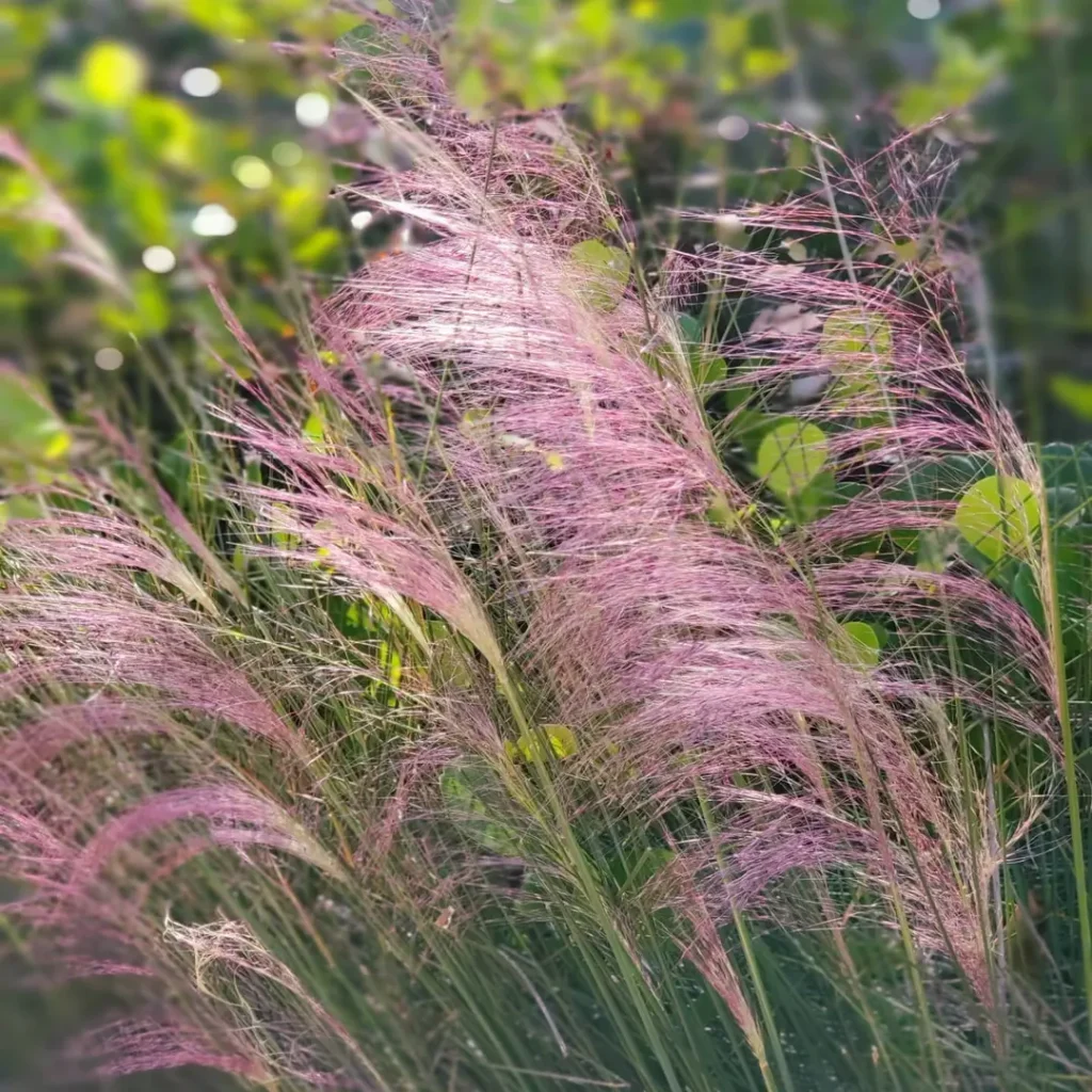 Pink Muhly grass