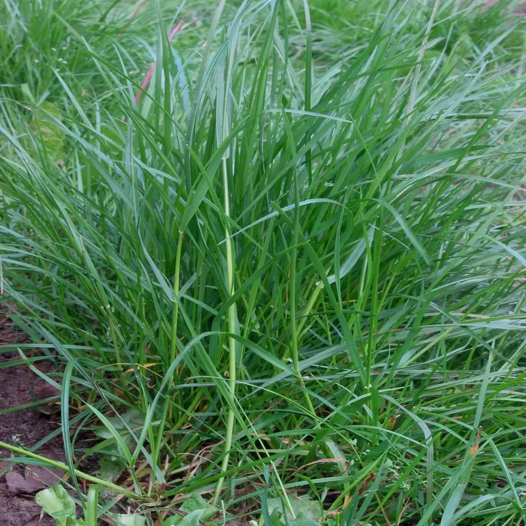 Ravenna Grass