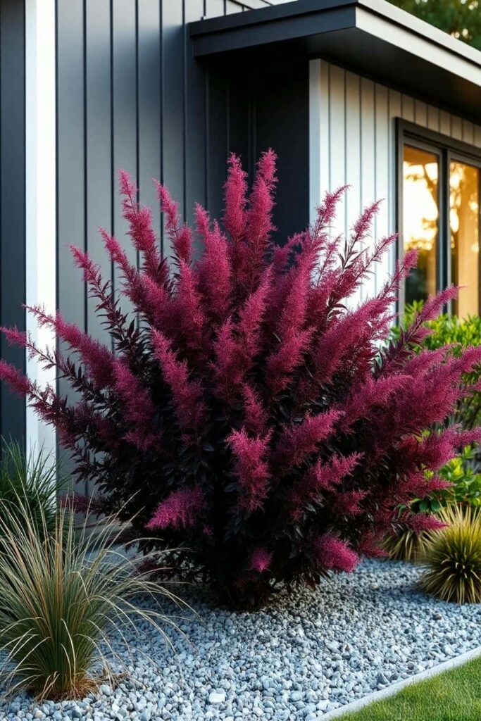 Smoke Bush