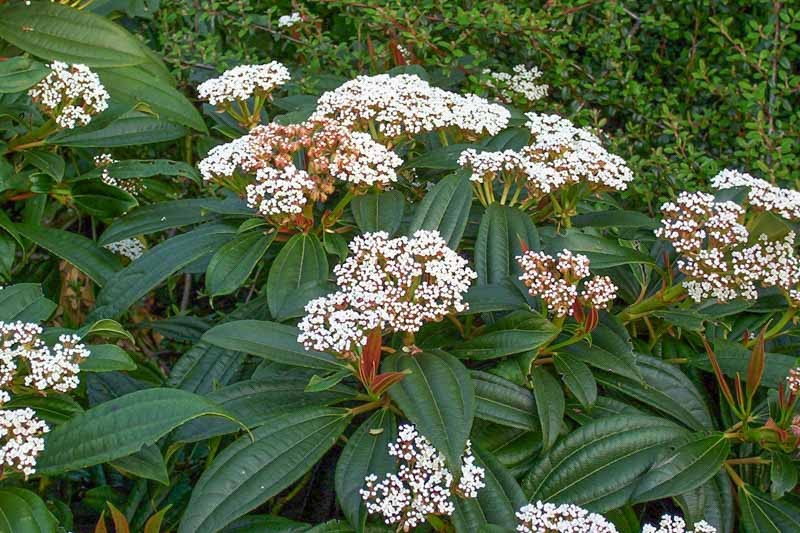 Viburnum