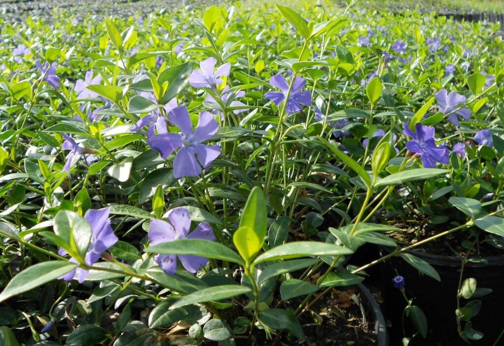 Vinca Minor