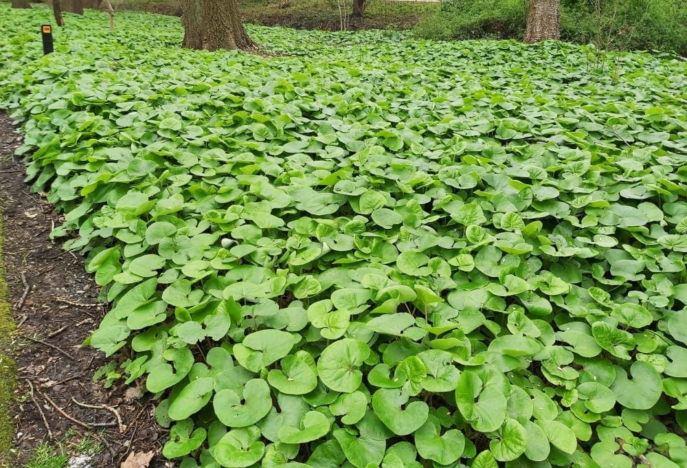 Wild Ginger