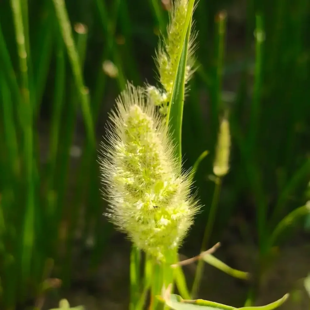 beard grass
