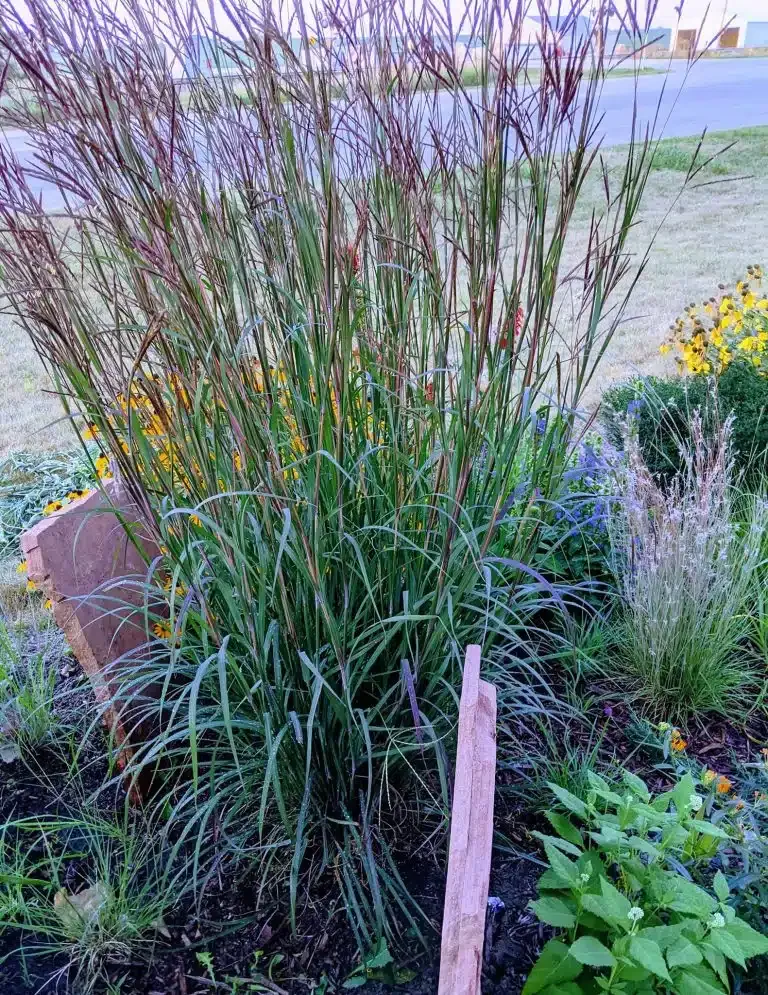 big bluestem grass