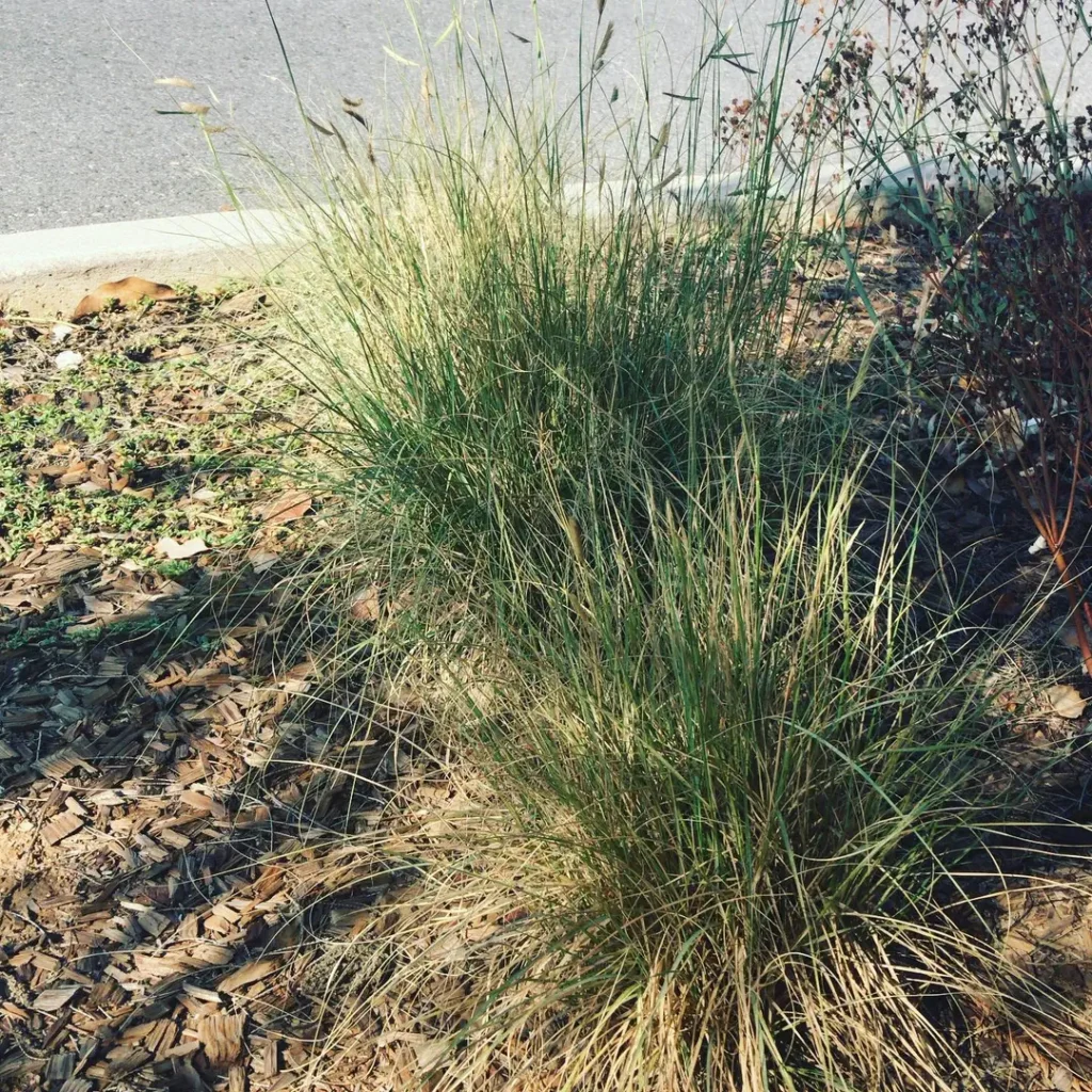 blue gamma grass