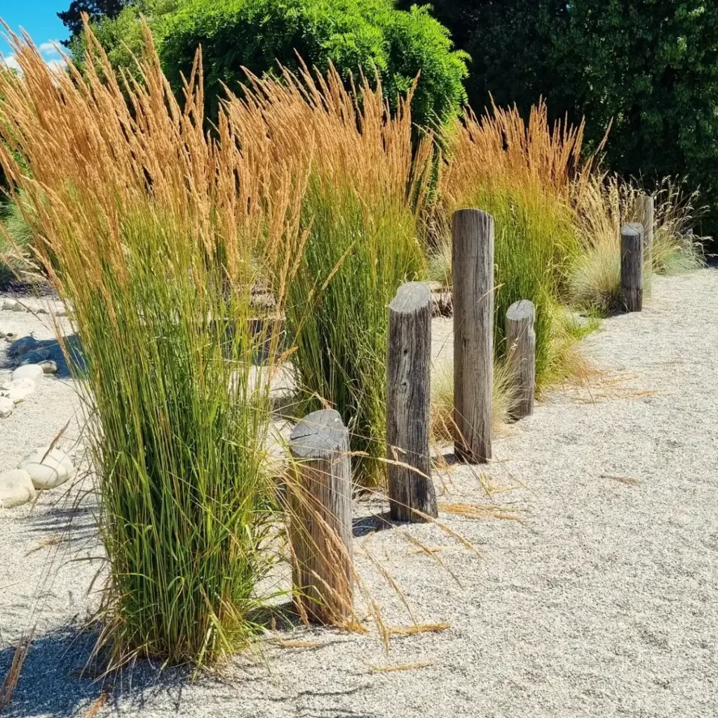 feather reed grass original