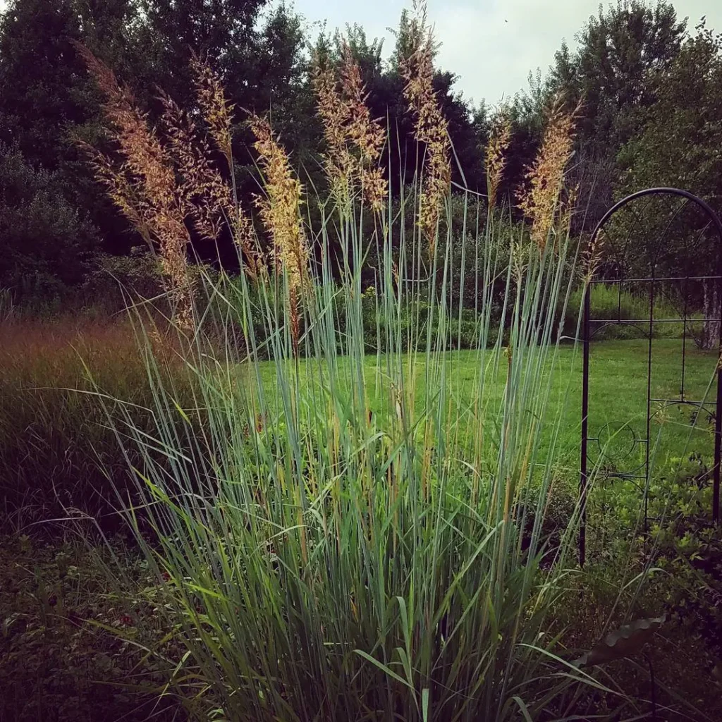indian grass