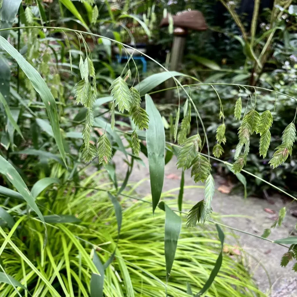 northern sea oats grass
