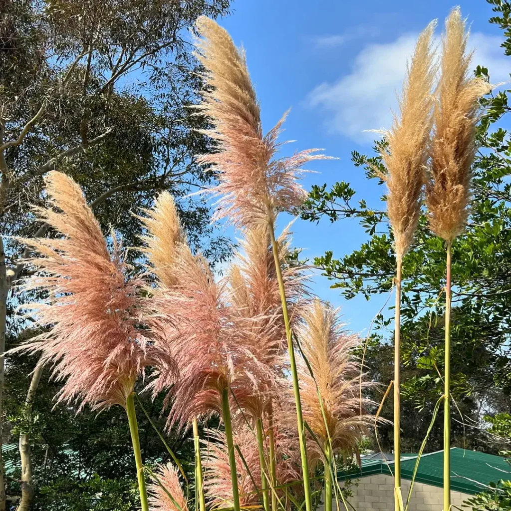 pampas grass