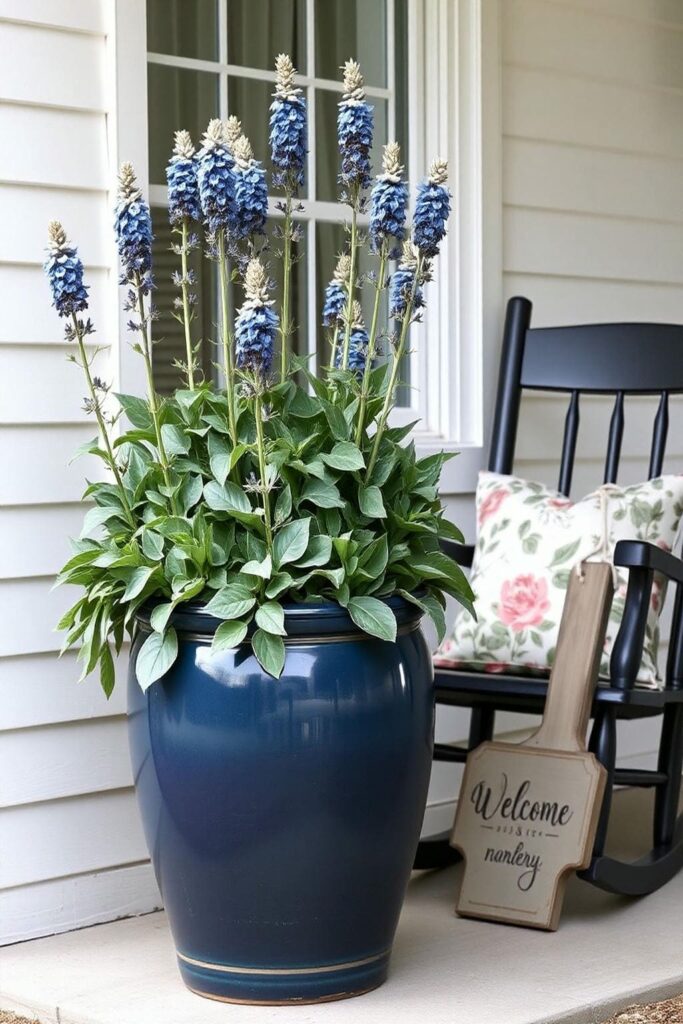 potted Mealy Cup Sage