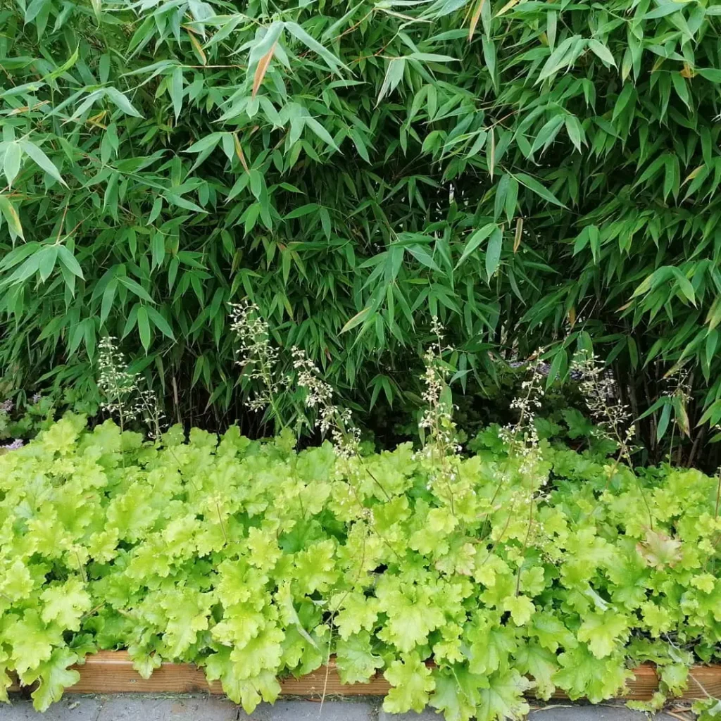 primary umbrella bamboo grass