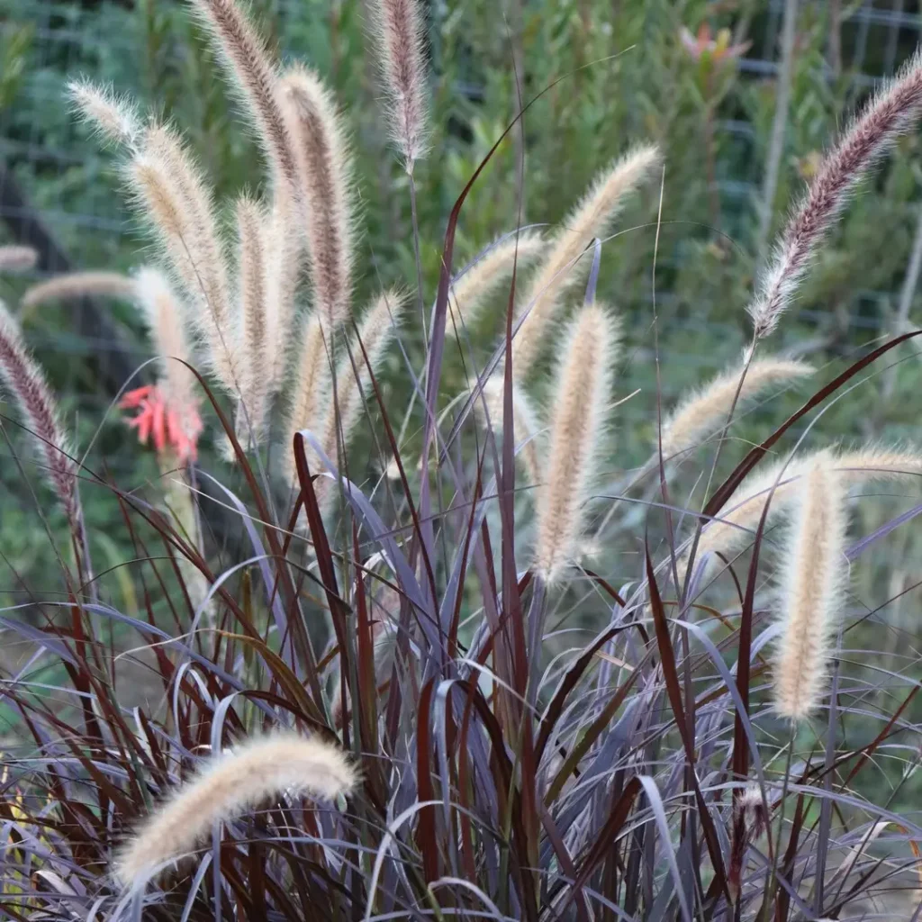 purple fountain grass