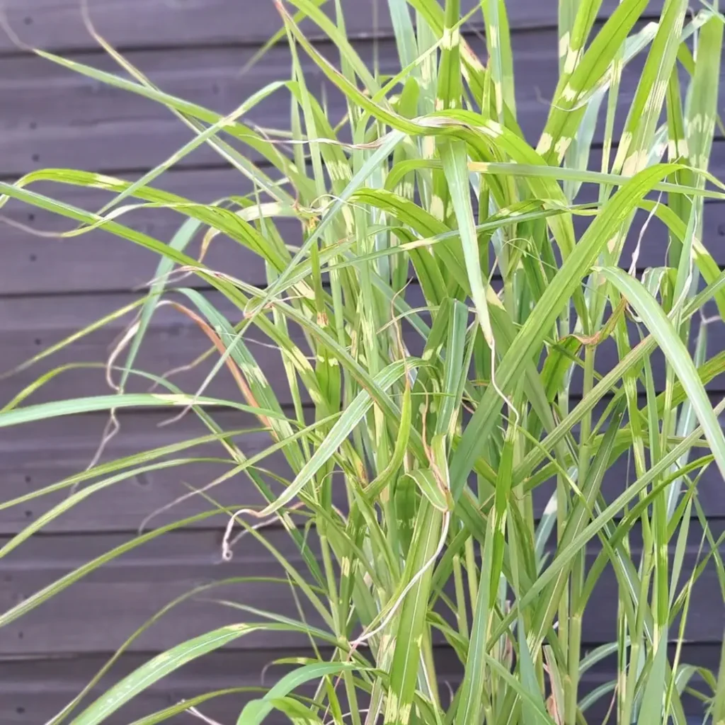 zebra grass