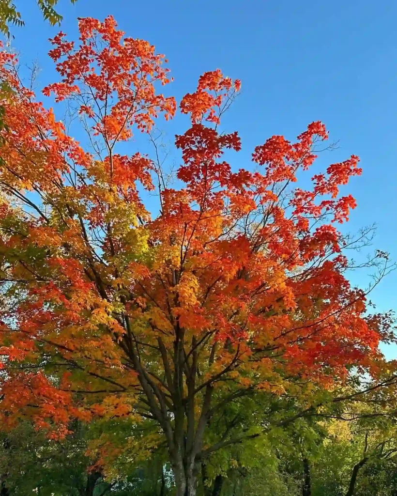 backyard trees