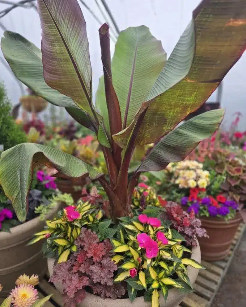 container garden