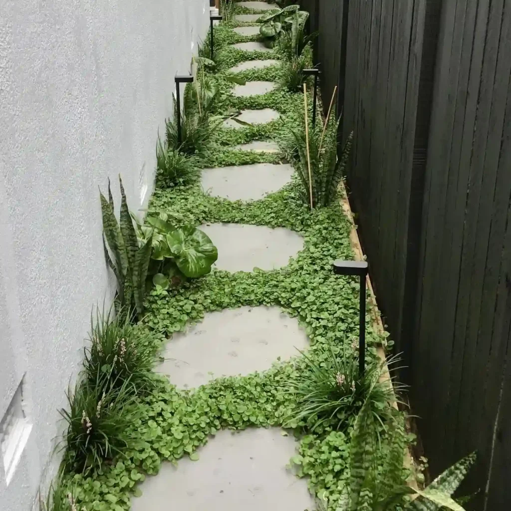 creeping ground cover