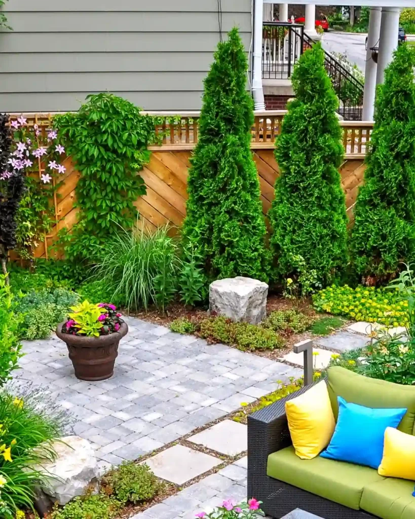 privacy shrubs