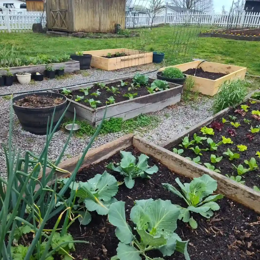 raised garden beds