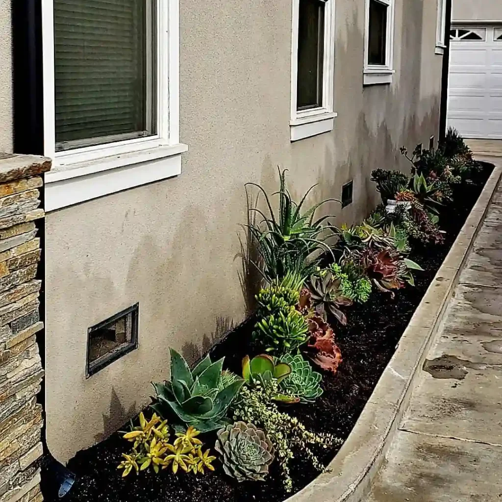 side yard succulent garden