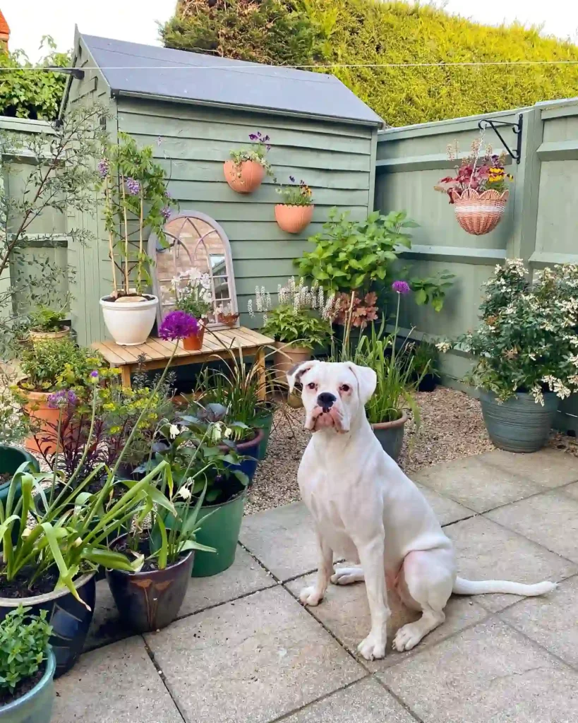wall planters backyard