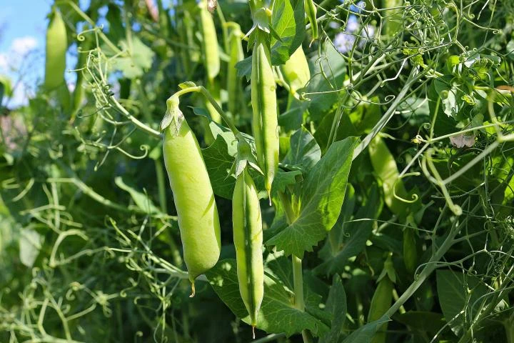 Garden Peas