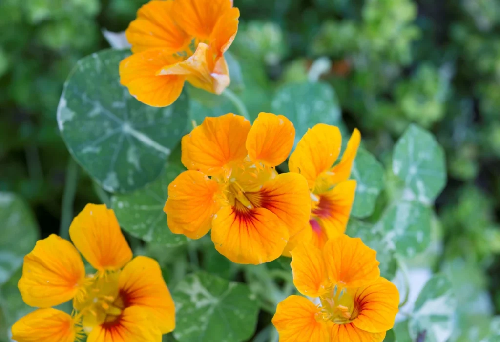 Nasturtiums