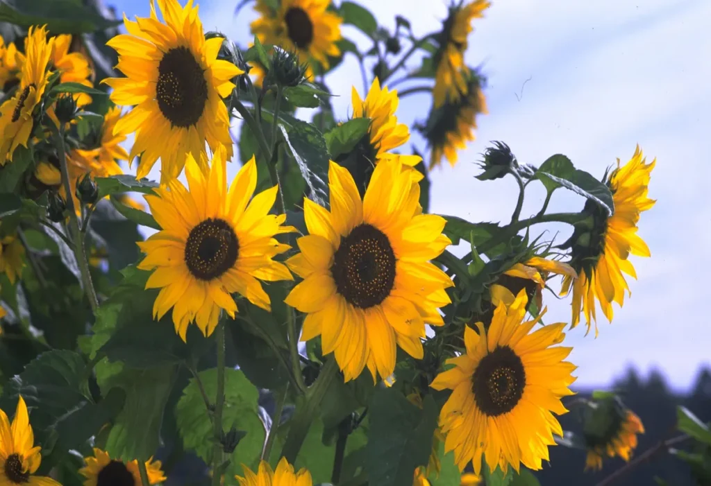 Sunflower