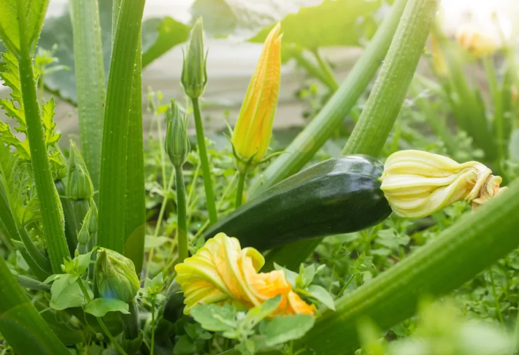 Zucchini