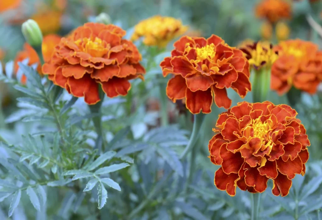 a french marigold