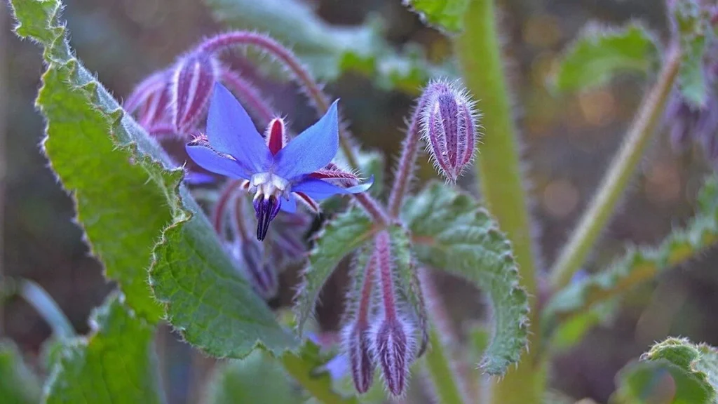 borage