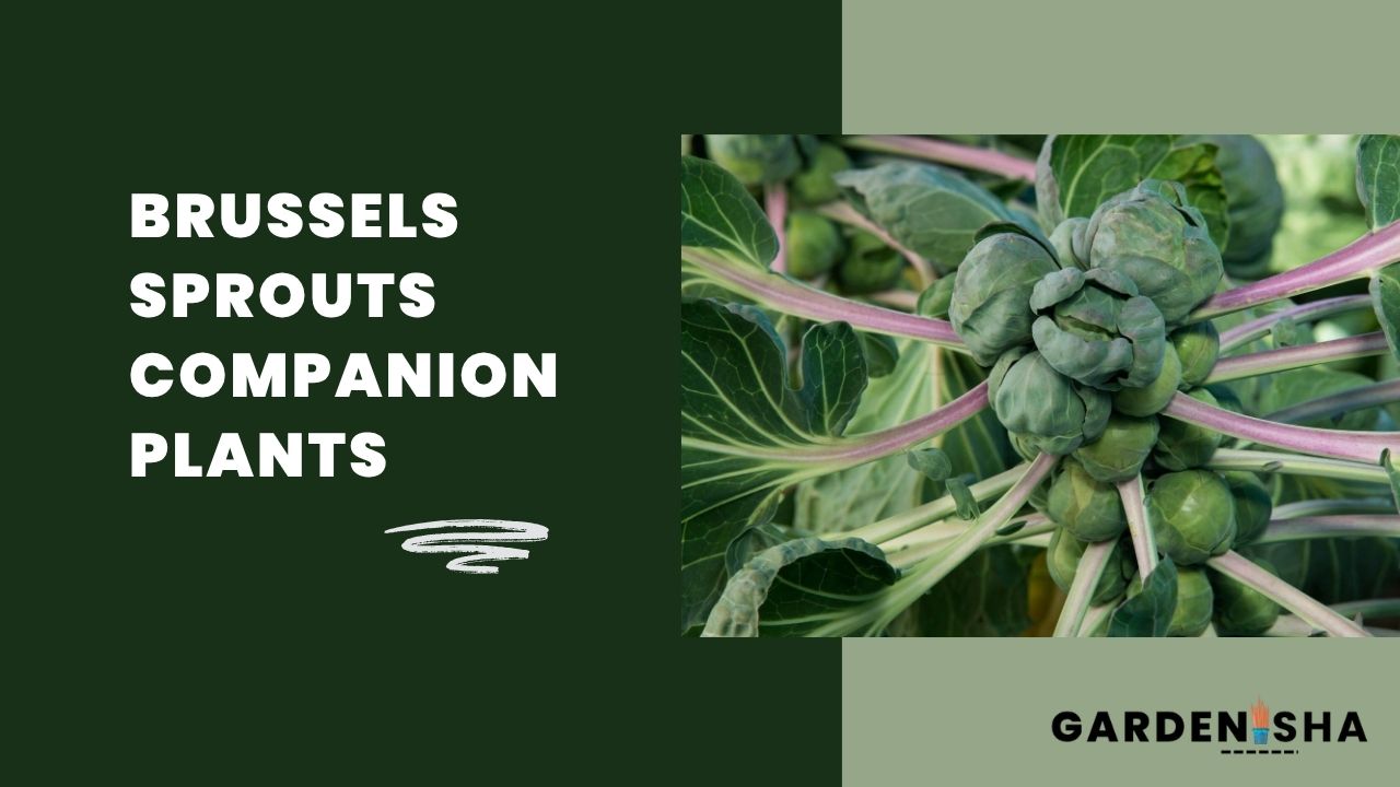 brussels sprouts companion plants