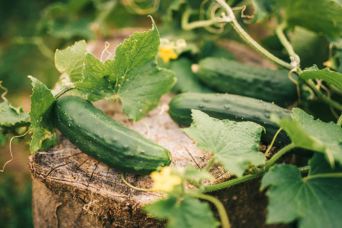 cucumber