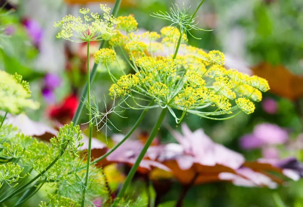 dill