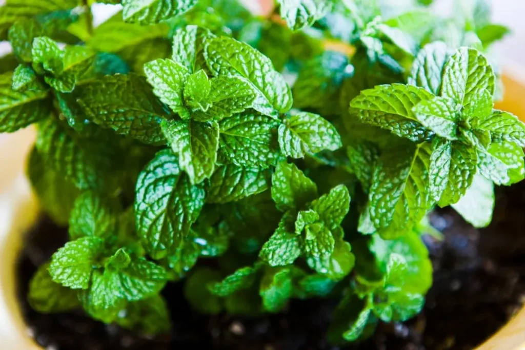 mint