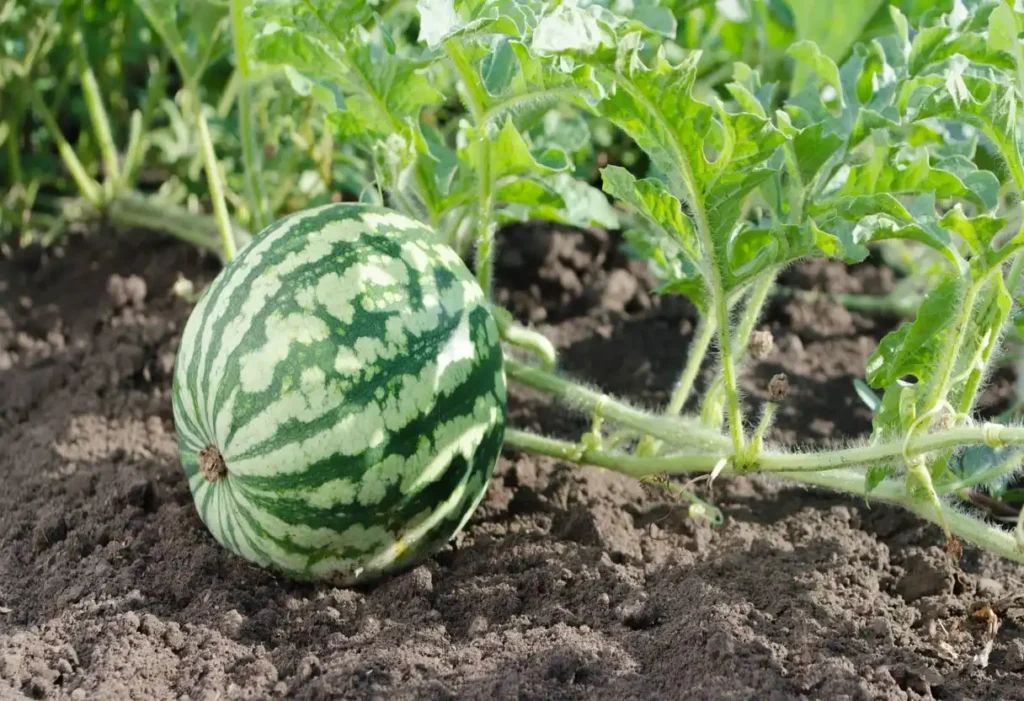 watermelon