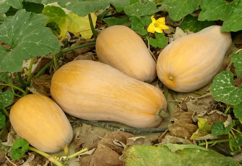 winter squash